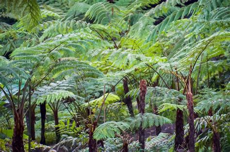 Premium Photo | Big tree fern on rain forest at siriphum waterfall at doi inthanon national park ...