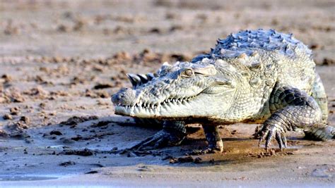 Mugger Crocodile – "OCEAN TREASURES" Memorial Library