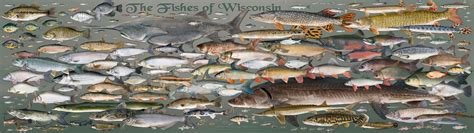 New Fishes of Wisconsin Poster | roughfish.com