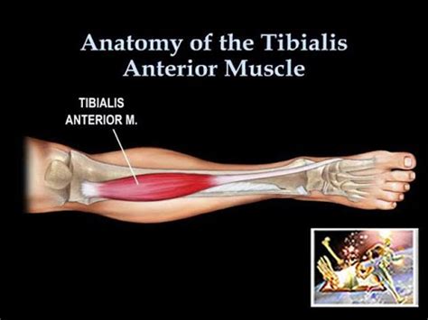 Tibialis Anterior Tendon