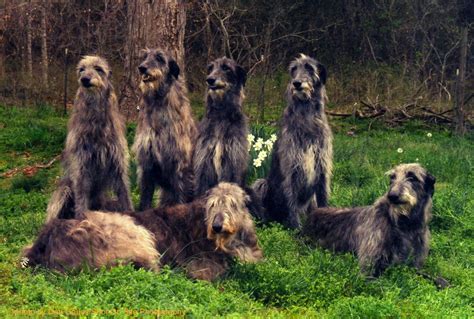 The Scottish Deerhound Club of America – The official web site of the ...