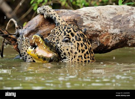 Jaguar and caiman hi-res stock photography and images - Alamy