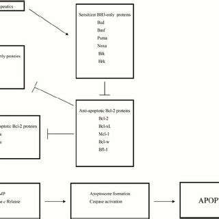 Bcl-2 family proteins regulate intrinsic apoptosis pathway. In response... | Download Scientific ...