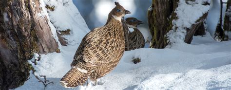 Kedarnath Wildlife Santuary | Uttarakhand Tourism