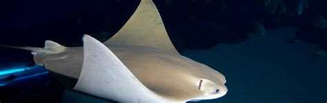 Cownose Ray - Georgia Aquarium