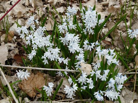 Toronto Wildlife - More Striped Squill