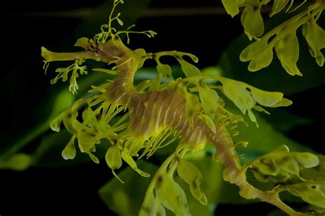 Leafy seadragon (Phycodurus eques) | about animals