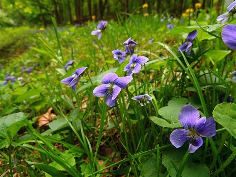 Growing Violets: Wild Violets Flowers In The Garden