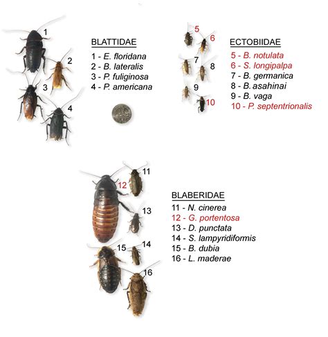 Wolbachia in Cockroaches: A New Paradigm for Urban Pest Management?