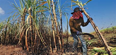 Molienda récord de caña de azúcar en Veracruz. - El Jornalero