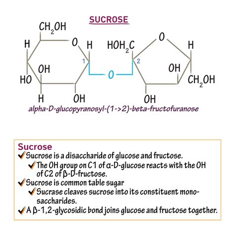 Biochemistry Glossary: Disaccharides | ditki medical & biological sciences