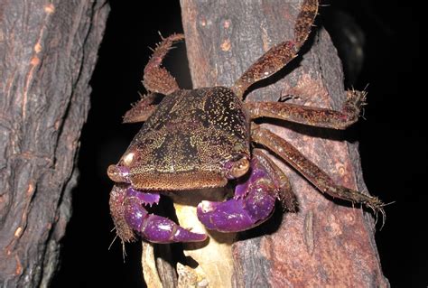 Purple crab_1627 | A purple crab on a mangrove. Daliwuy Bay,… | Flickr