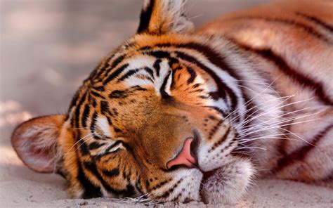 Sleeping Tiger HD Desktop Wallpaper: Widescreen: High Definition: Vollbild