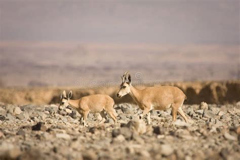 Nubian Ibex with baby stock photo. Image of gedi, dwelling - 10434344