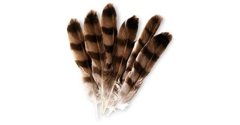 Bird Feathers | Types of Feathers | DK Find Out