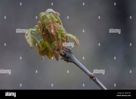 Post Oak, Quercus stellata, leaves opening in spring Stock Photo - Alamy