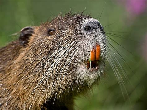 Nutria – An Animal You Will Be Seeing More Of