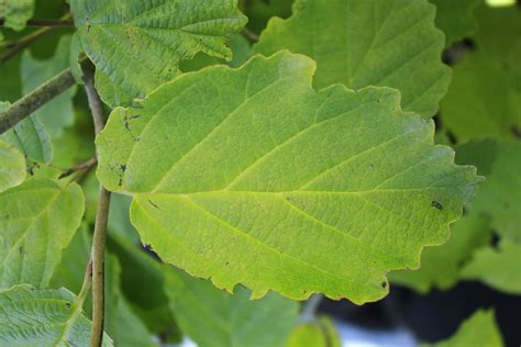 Witchhazel leaf - Ontario Native Plant Nursery | Container Grown | (705)466-6290