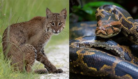 Bobcat And Burmese Python Battle It Out In The Florida Everglades