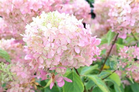 Hydrangea paniculata (Panicle Hydrangea)