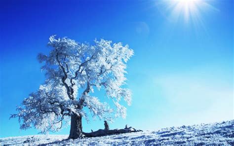 HD Winter Sunshine Wallpaper | Download Free - 77986