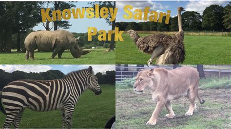 Knowsley Safari Park, England - YouTube