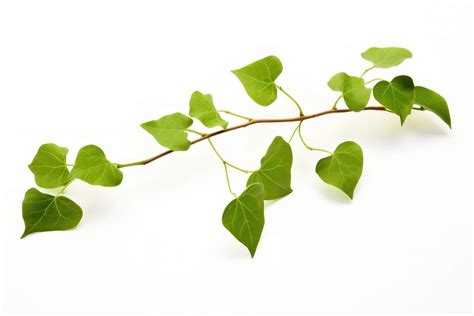 Vine plant green leaf vine. | Free Photo - rawpixel