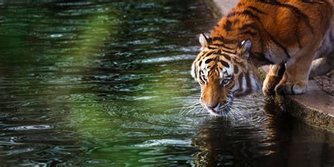Tiger 4k, HD Animals, 4k Wallpapers, Images, Backgrounds, Photos and ...