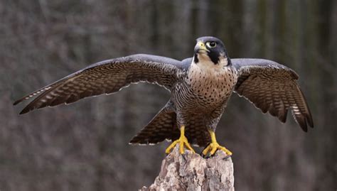 The Fastest Animals in the World (Land, Water, Air) - Swedish Nomad