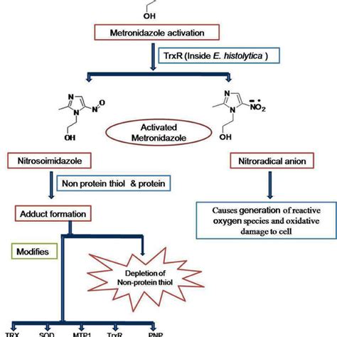 Gras Zivilisieren Verlangen metronidazole mechanism of action Vollständig trocken Senf Senator