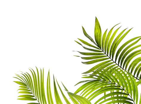 Palm tree leaves png - Download Free Png Images