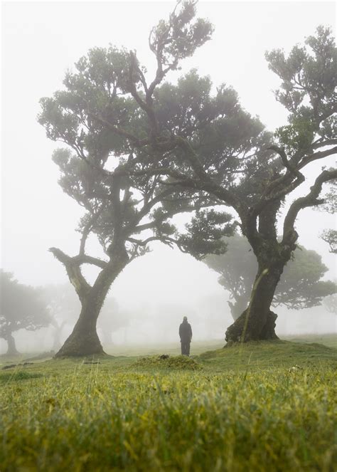 Fanal Madeira: Visit the magical Laurisilva forest - SarahintheGreen