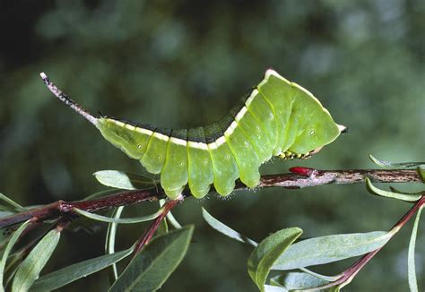 Caterpillar Camouflage Photograph by Perennou Nuridsany - Fine Art America