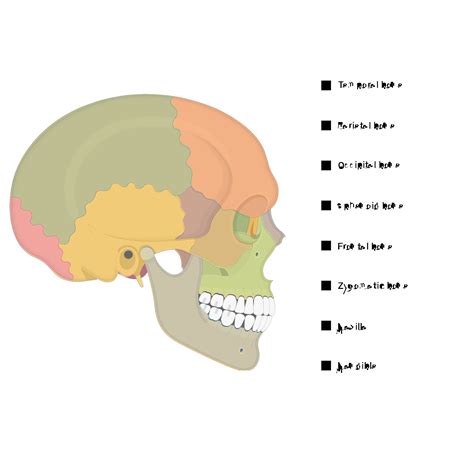 Skull Quiz - Lateral View | GetBodySmart