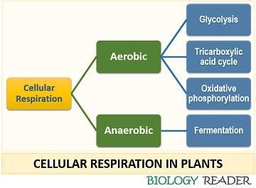 What is Respiration in Plants? Definition, Cycle, Process, Types ...