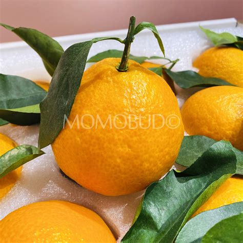 Premium Red Beauty (Hong Mei Ren) Orange — MomoBud