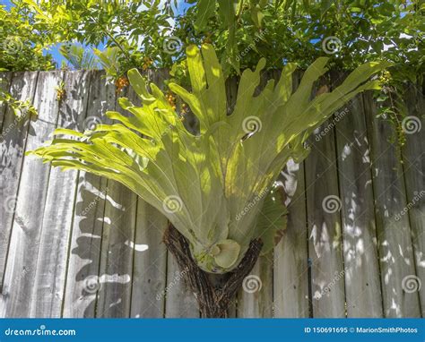 Stag Horn Plant Royalty-Free Stock Photo | CartoonDealer.com #150691695