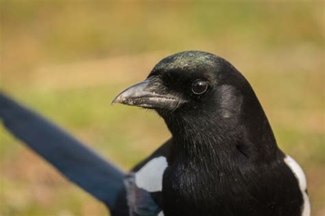 Premium Photo | Black and white magpie