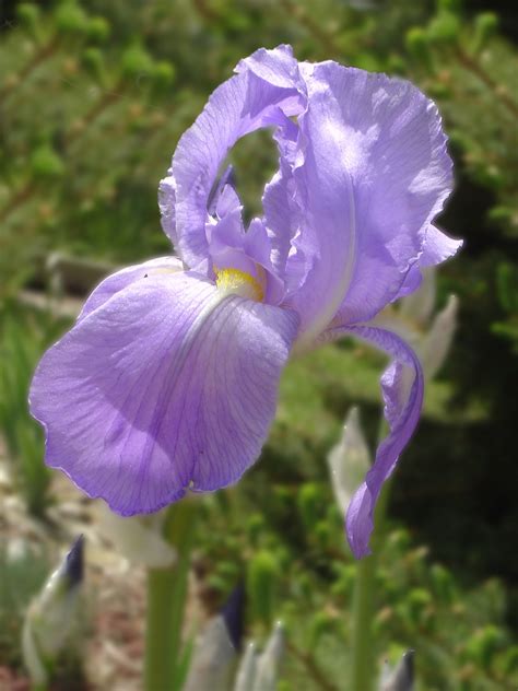 Purple Iris Flower – Photos Public Domain