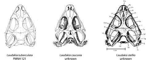 Figure 3 from A morphology-based taxonomic revision of Laudakia GRAY, 1845 (Squamata: Agamidae ...