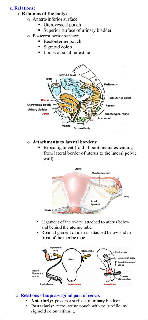 Normal Position Of Uterus : Genital Tract and Bladder Ultrasound | Radiology Key / Is the part ...