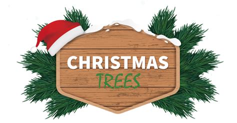 Pre-Order your Christmas Trees today! - Nordmann Fir Christmas Trees - Oakridge Garden Centre