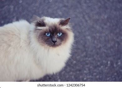 Himalayan Persian Cat Blue Eyes Stock Photo 1242306754 | Shutterstock