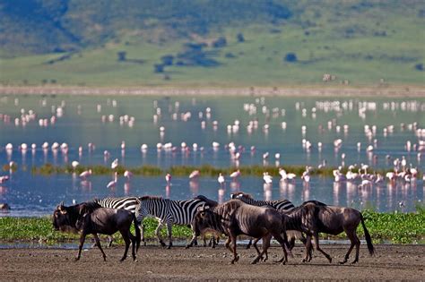 2 Days Lake Manyara and Ngorongoro Crater Safari | Tanzania Safaris