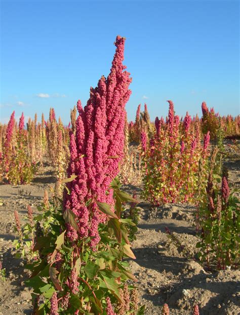 Quinoa Plants Images