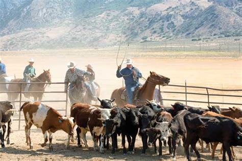 Community Cattle Roundup – Cappers Farmer