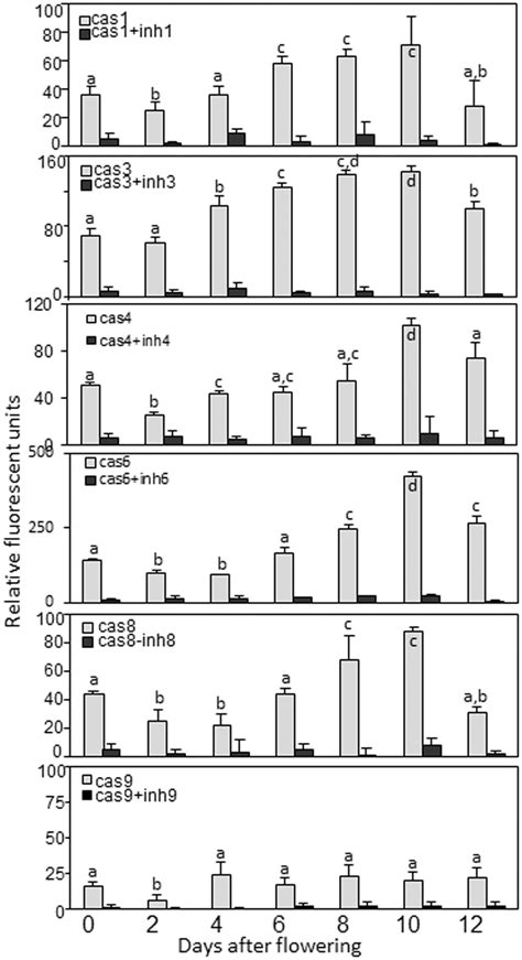 Caspase-like activities and effect of specific caspase inhibitors on ...