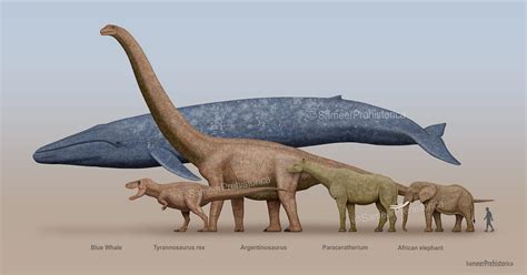 Blue Whale Size Comparison by SameerPrehistorica on DeviantArt