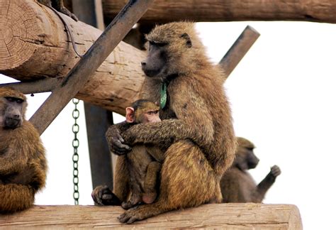 Baboons: 50 years of Helping Human Health - TXBioBytes Podcast Episode ...