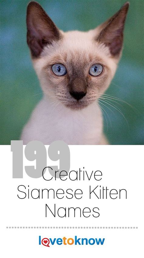 199 Creative Siamese Kitten Names - Siamese Kittens - Ideas of Siamese Kittens #SiameseKittens ...